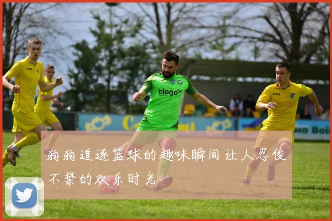 狗狗追逐篮球的趣味瞬间让人忍俊不禁的欢乐时光